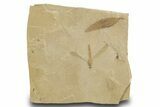 Fossil Cedrelospermum Leaf with Crane Fly - Utah #334251-1